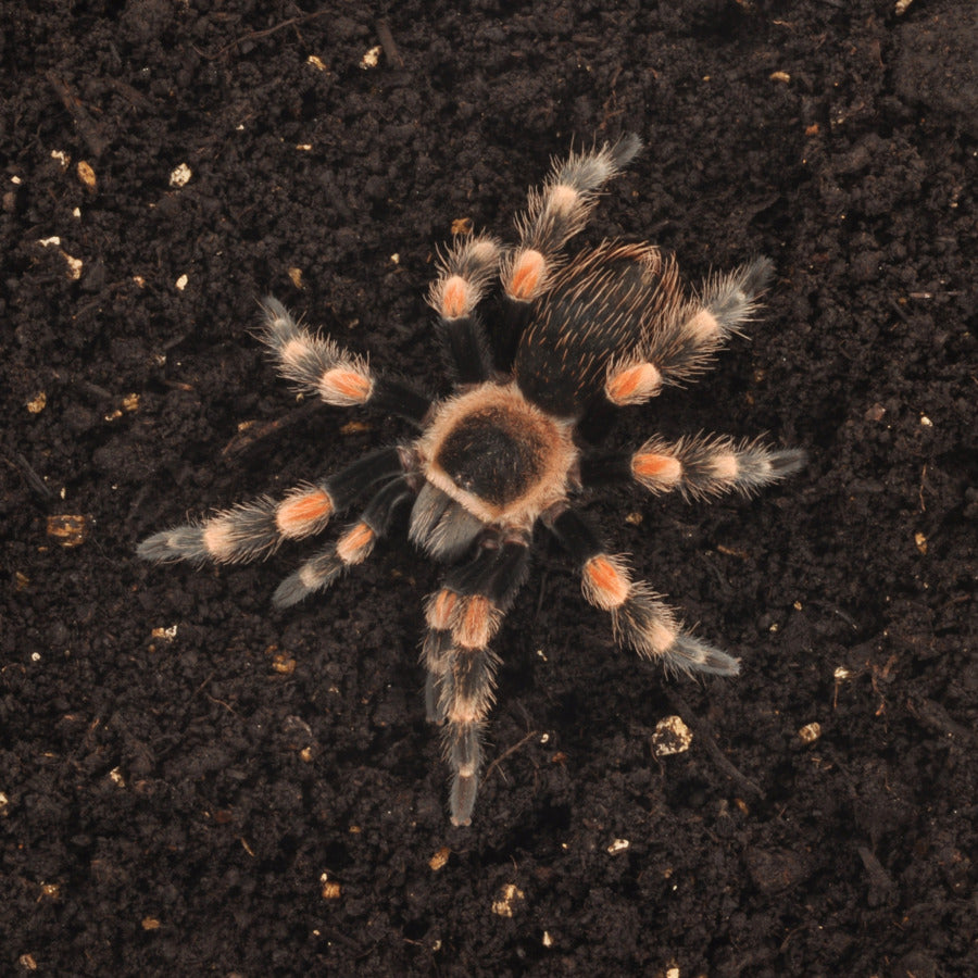 Substrat HabiStat pour araignée et invertébré "SPIDER BEDDING"