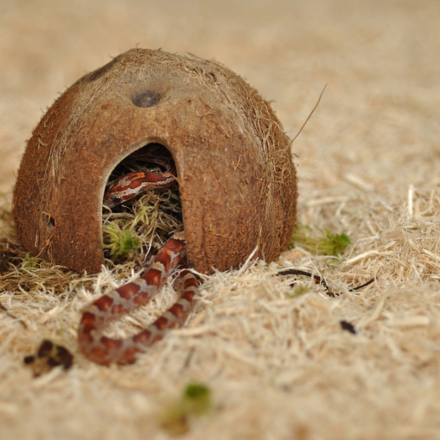 Substrat HabiStat en bois haute qualité "SNAKE BEDDING"