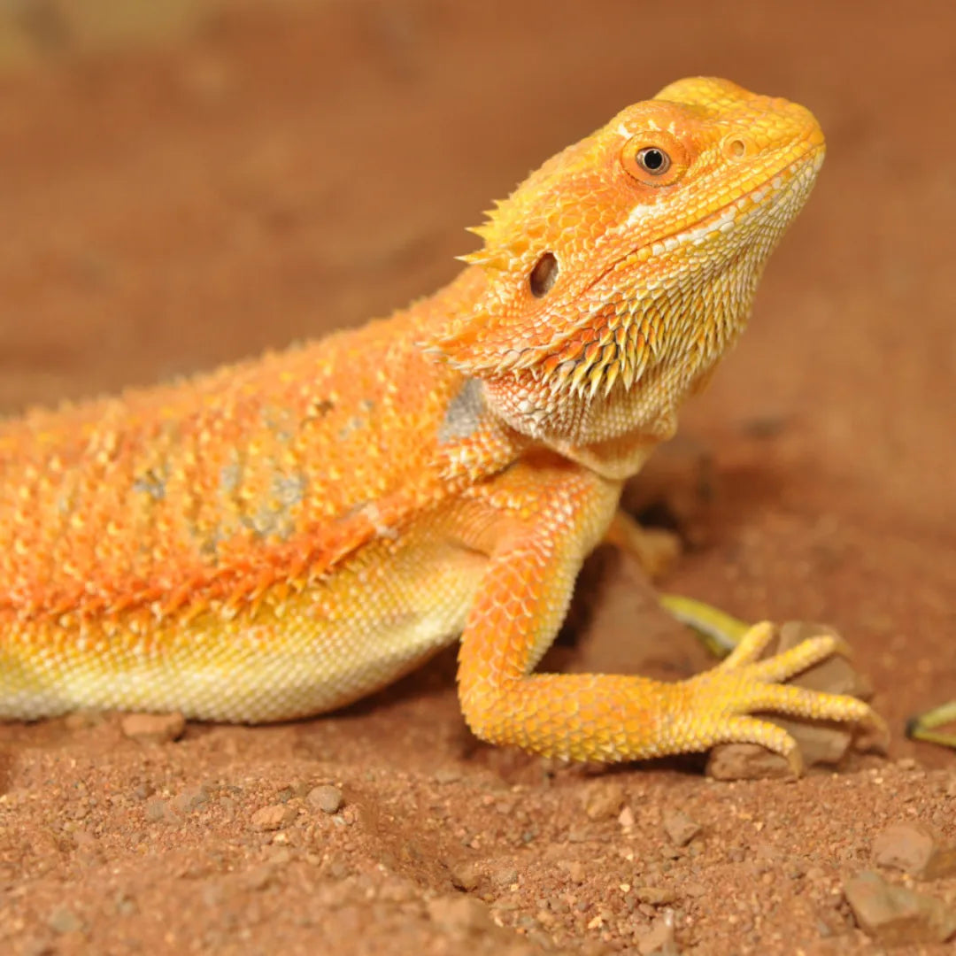 Mélange de substrat pour Pogona - "HabiStat Bearded Dragon Bedding"