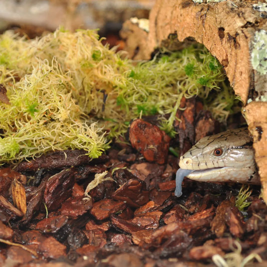 HabiStat substrat d'écorce naturelle Orchid Bark Gros