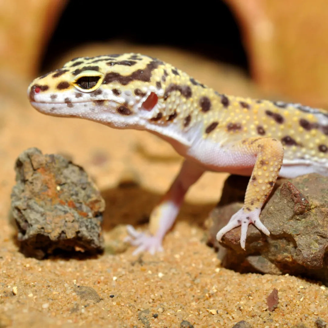Mélange de substrat pour Gecko Leopard HabiStat - "Leopard Gecko Bedding"