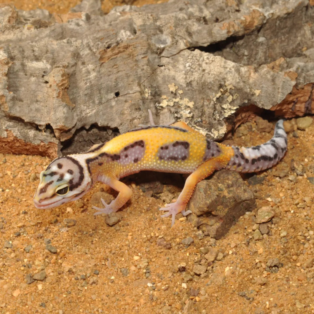Mélange de substrat pour Gecko Leopard HabiStat - "Leopard Gecko Bedding"
