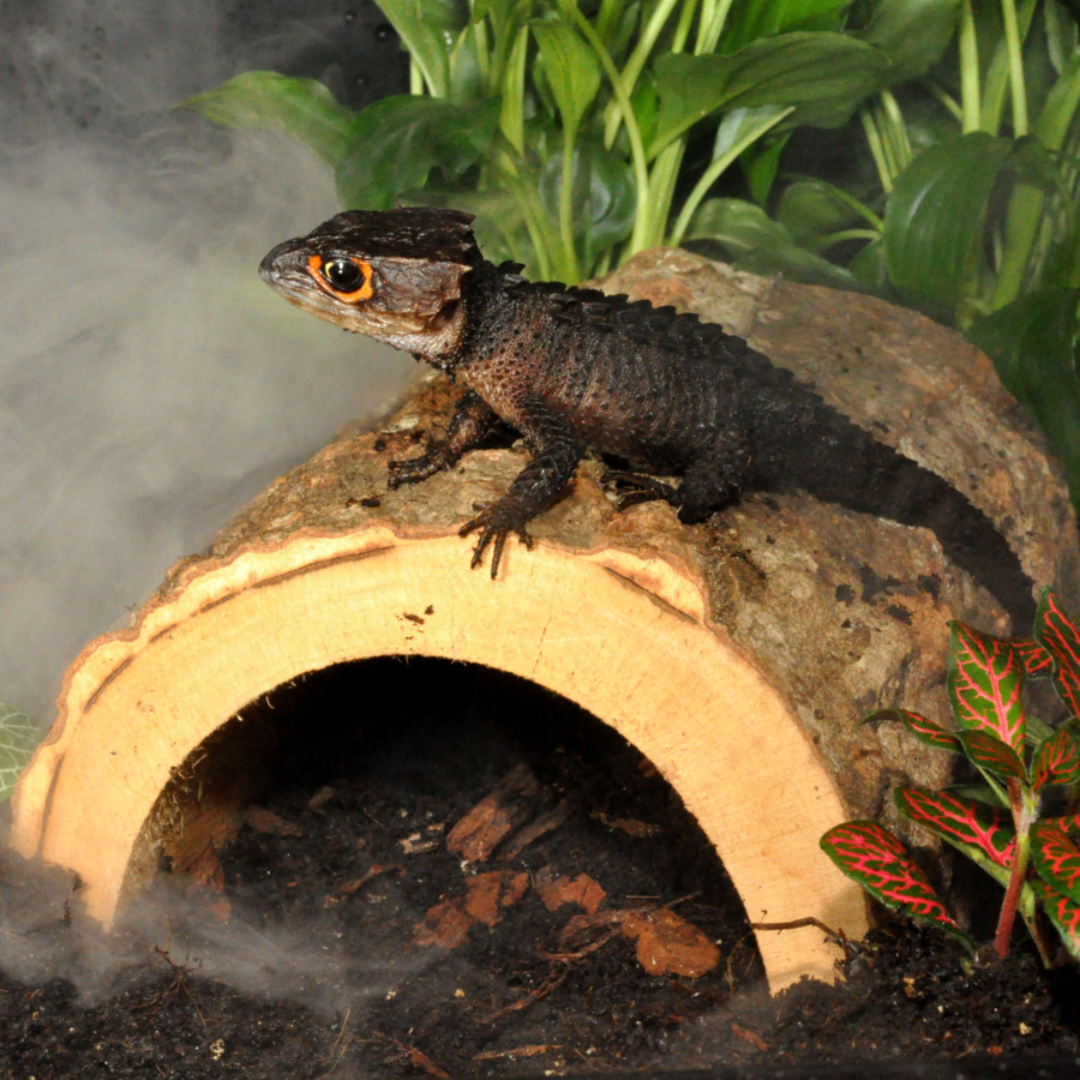 Cachette HabiStat pour Reptiles 100% naturelle "Forest Hideouts"