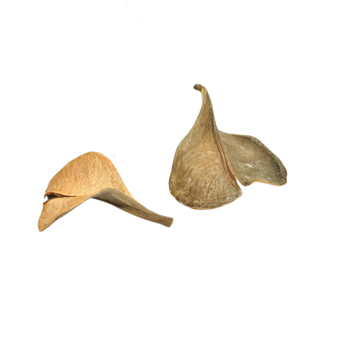 Noix Oreilles d'élephant