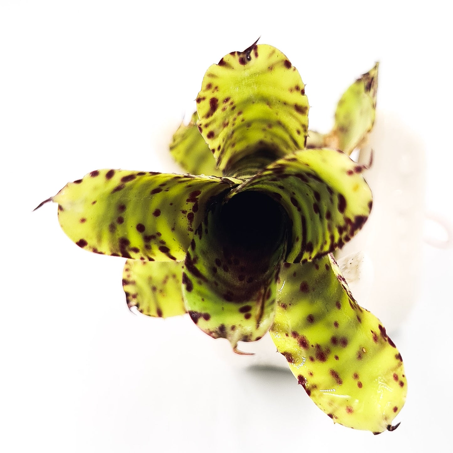 Neoregelia akeso