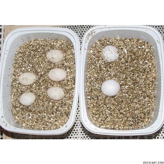 Vermiculite pour incubation des oeufs de reptiles