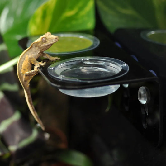 Arboreal Feeding Ledge HabiStat - Double