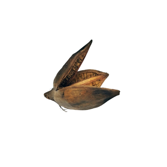 Fleur de Sororoca