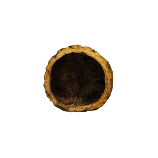 Ourico 8-10cm