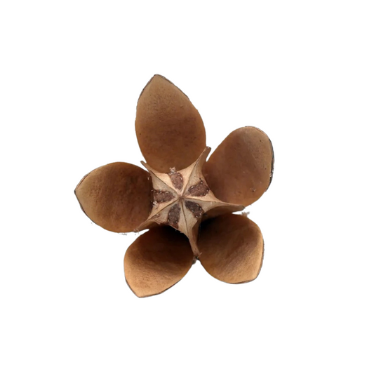 Fleur de Wild Lily