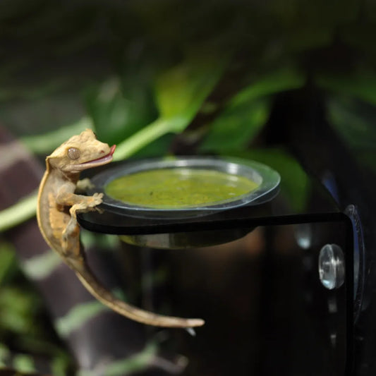 Arboreal Feeding Ledge HabiStat - Simple