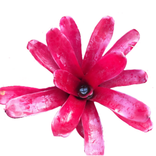 Neoregelia Super Fire Ball