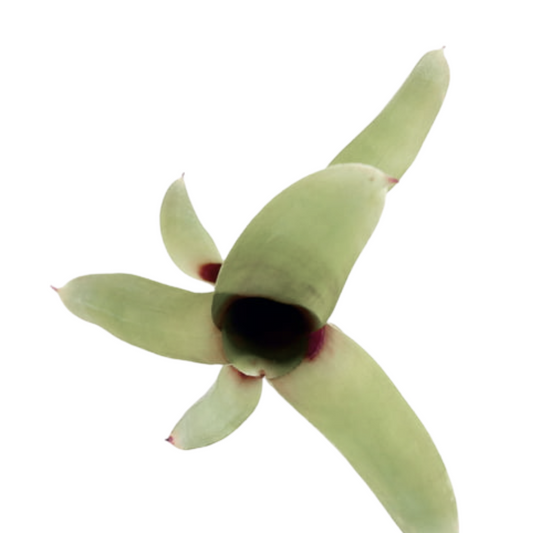 Neoregelia amandae