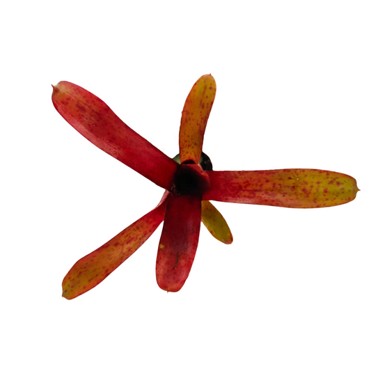 Neoregelia amazon
