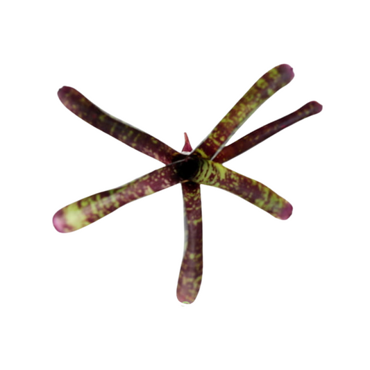 Neoregelia snickerdoodle