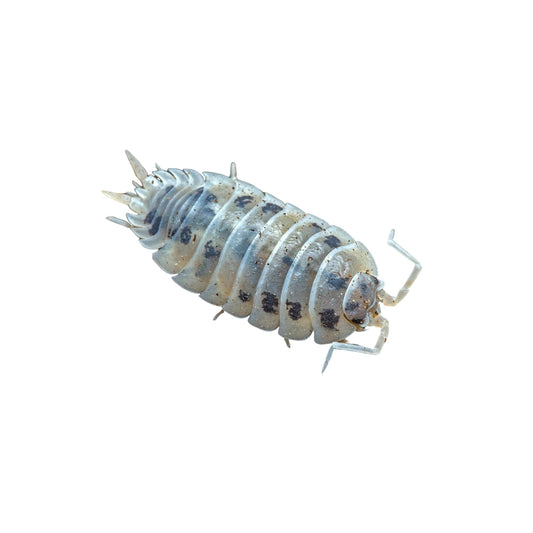 Porcellio laevis Dairy Cow