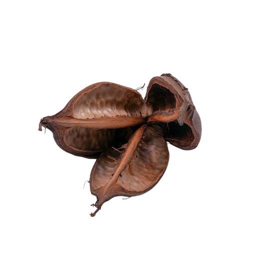 Fleur de Sororoca