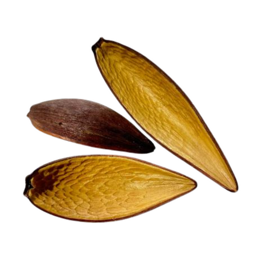 Gousse de Canoinhas