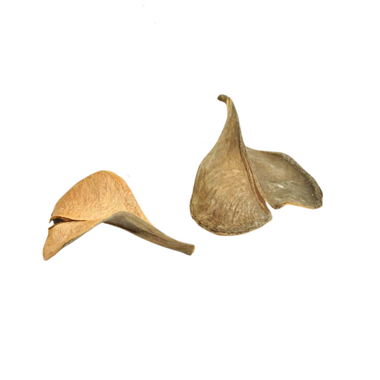 Noix Oreilles d'élephant