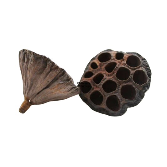 Gousse de Lotus 10-12cm