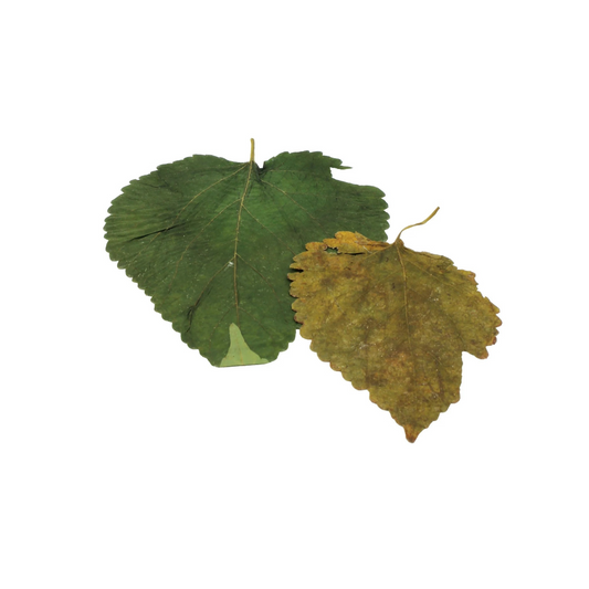 Feuilles de Mulberry