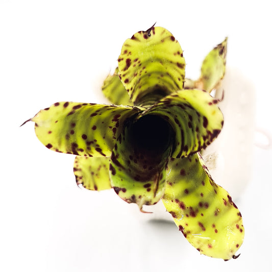 Neoregelia akeso