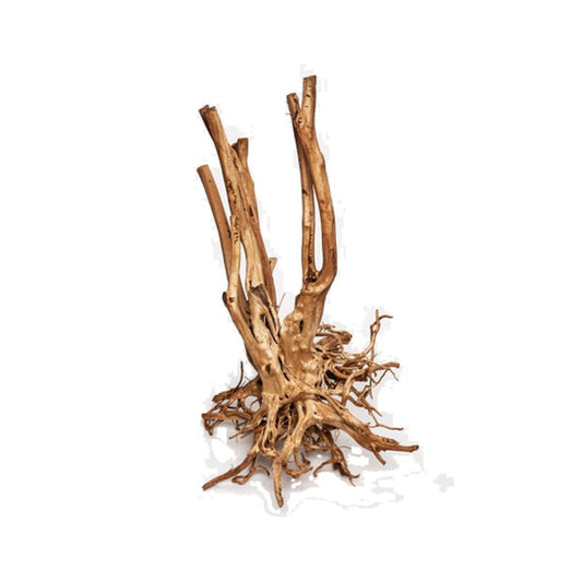 Stump Wood 50-75cm (entre 1 et 2kg)