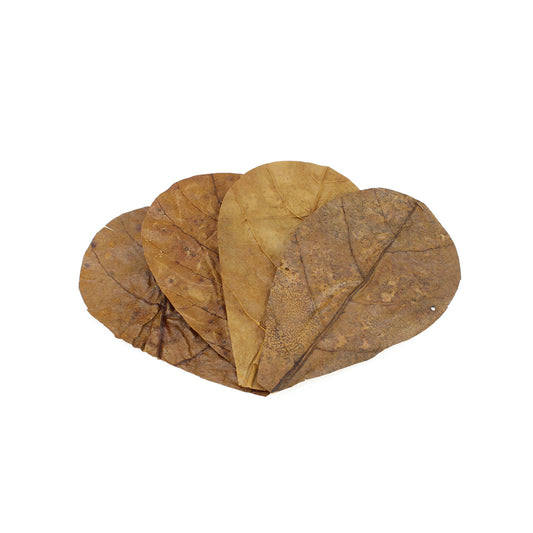 Feuilles de Catappa