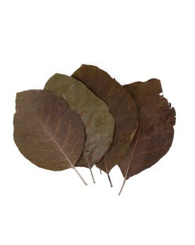 Feuilles de Teck
