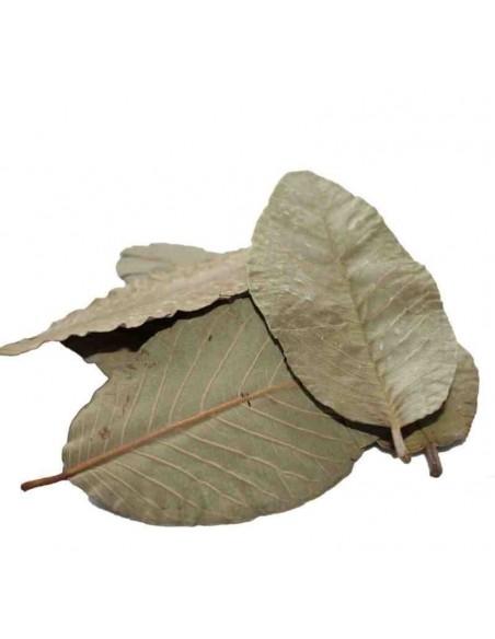 Feuilles de Goyave