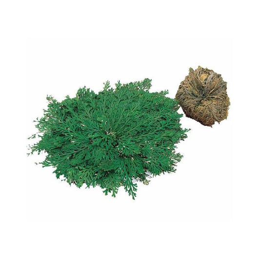 Rose de Jericho